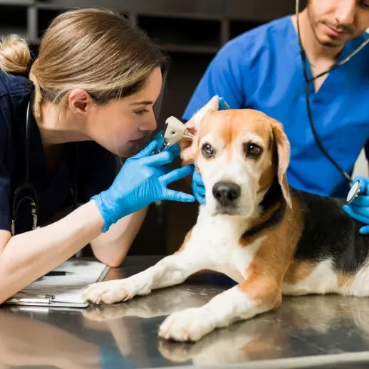 Veterinarians looking at dog's ear